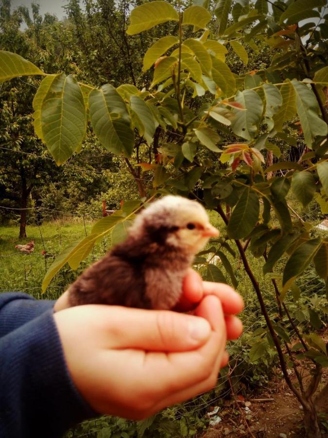 Agroturystyka U Babci Czchow Dış mekan fotoğraf