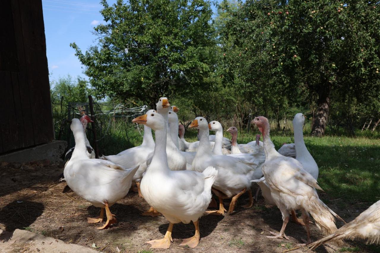 Agroturystyka U Babci Czchow Dış mekan fotoğraf