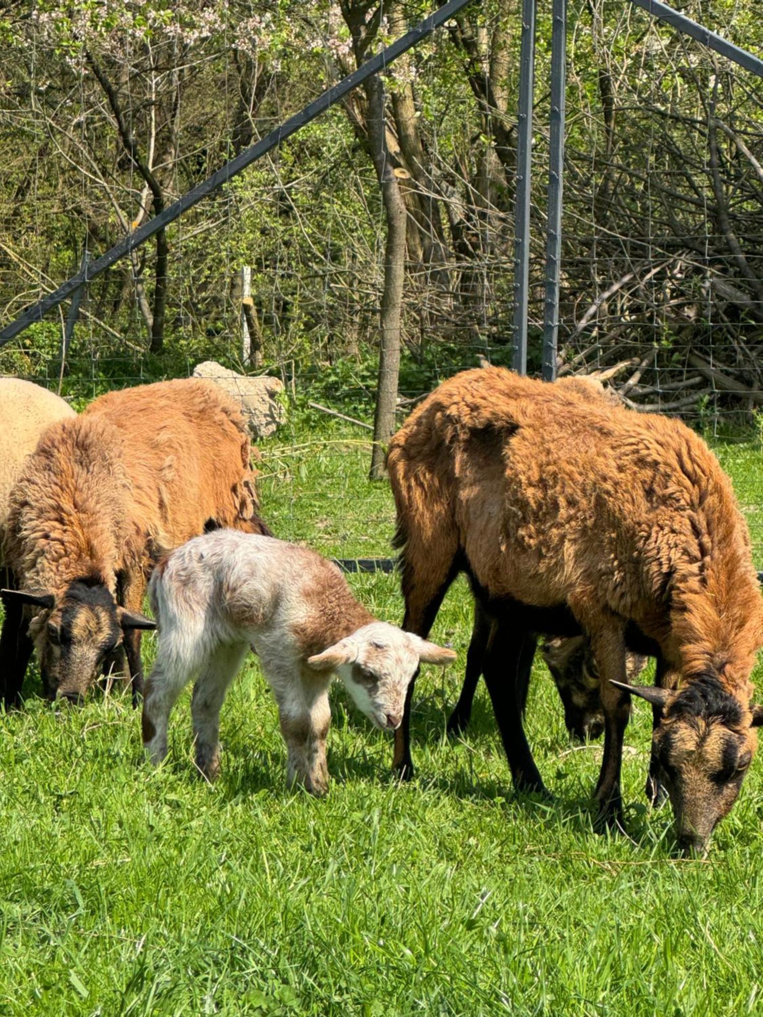 Agroturystyka U Babci Czchow Dış mekan fotoğraf